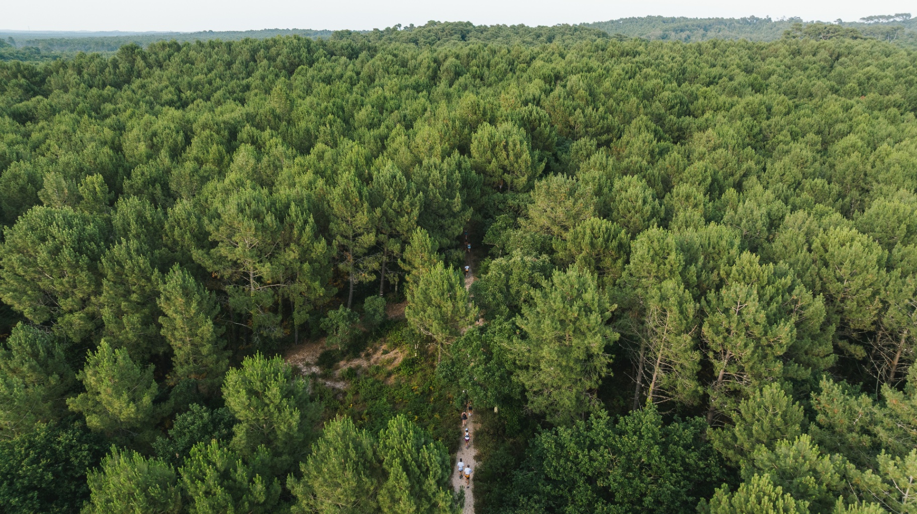 Forêt landaise